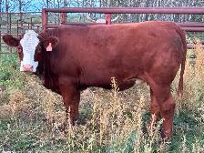Papered Simmental heifers for sale - Photo 2
