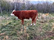 Papered Simmental heifers for sale - Photo 3