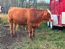 Papered Simmental heifers for sale - Photo 4