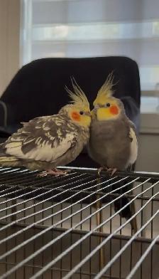 Bonded Cockatiel Pair, 1 Year 2 Months, Pearl   Normal Grey
