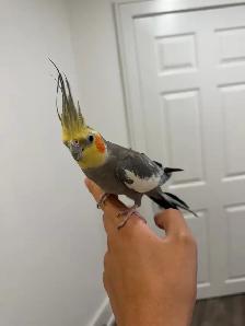Bonded Cockatiel Pair, 1 Year 2 Months, Pearl   Normal Grey - Photo 2