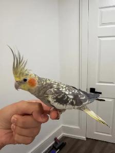 Bonded Cockatiel Pair, 1 Year 2 Months, Pearl   Normal Grey - Photo 3
