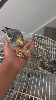 Bonded Cockatiel Pair, 1 Year 2 Months, Pearl   Normal Grey - Photo 4