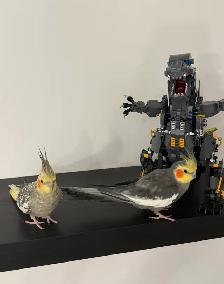 Bonded Cockatiel Pair, 1 Year 2 Months, Pearl   Normal Grey - Photo 5