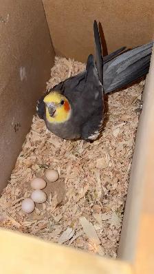 Bonded Cockatiel Pair, 1 Year 2 Months, Pearl   Normal Grey - Photo 6