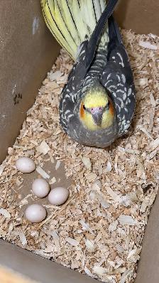 Bonded Cockatiel Pair, 1 Year 2 Months, Pearl   Normal Grey - Photo 7