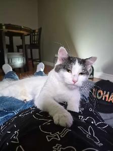 Female Calico Cat Iso forever home