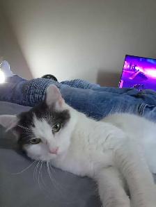 Female Calico Cat Iso forever home - Photo 2