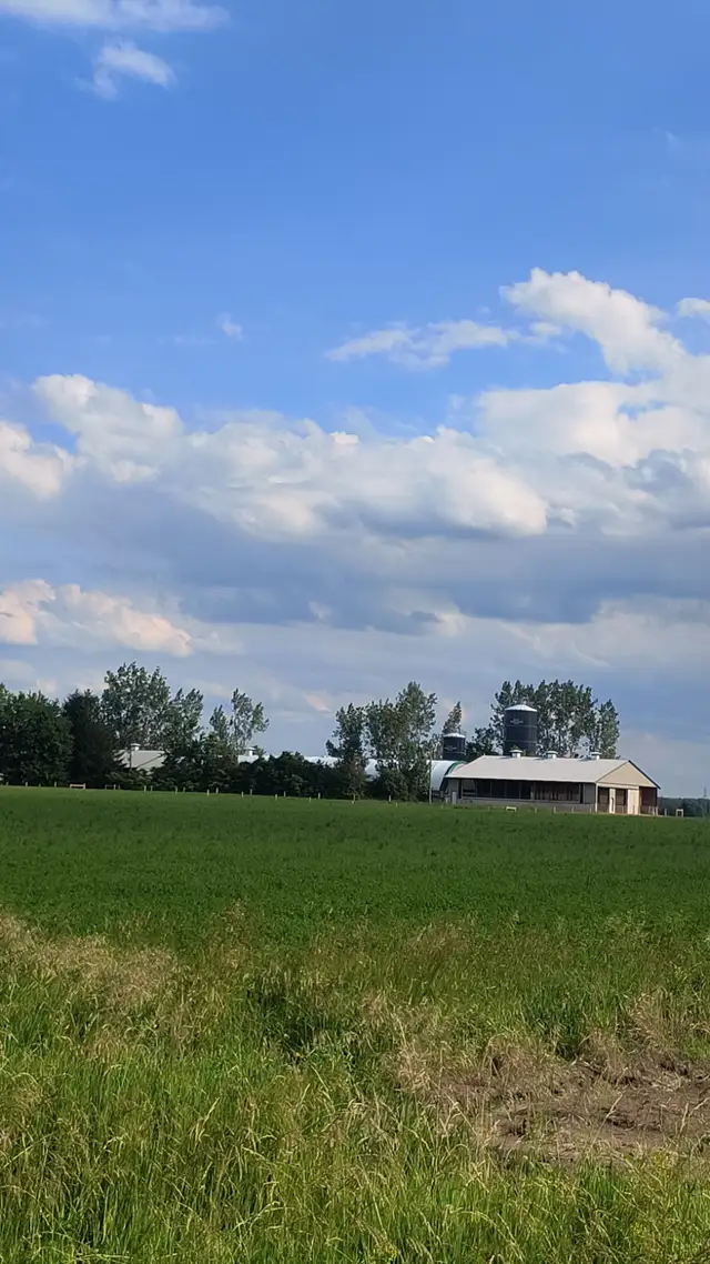 Dairy goat farm looking for herdsman