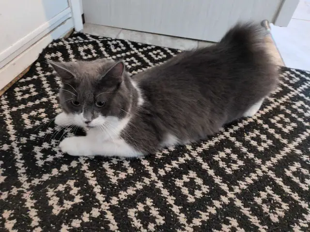 recherche mâle reproducteur race Bobtail