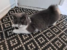 recherche mâle reproducteur race Bobtail