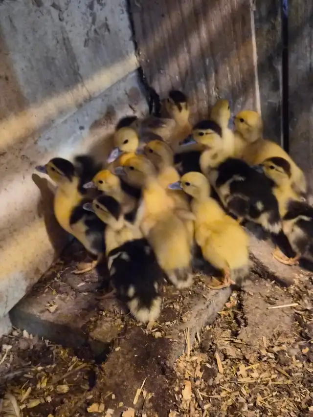 Muscovy ducklings