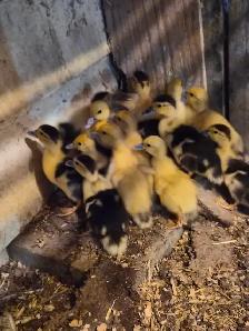 Muscovy ducklings