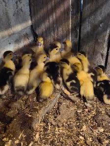 Muscovy ducklings - Photo 2