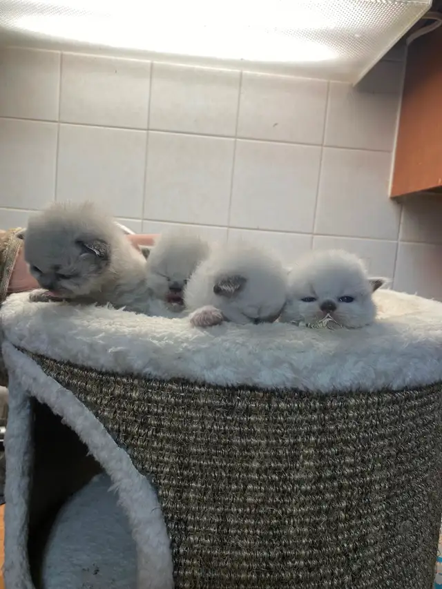 Beautiful Himalayan Kittens ready to go
