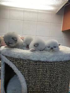 Beautiful Himalayan Kittens ready to go