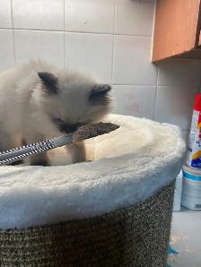 Beautiful Himalayan Kittens ready to go - Photo 2