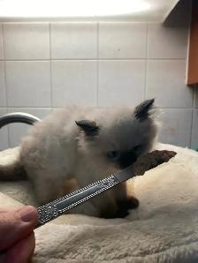 Beautiful Himalayan Kittens ready to go - Photo 3