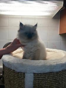 Beautiful Himalayan Kittens ready to go - Photo 4