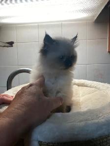 Beautiful Himalayan Kittens ready to go - Photo 5