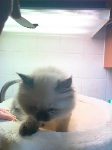 Beautiful Himalayan Kittens ready to go - Photo 6