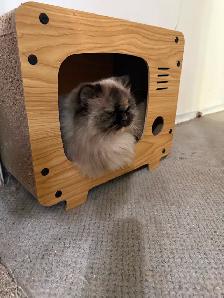 Beautiful Himalayan Kittens ready to go - Photo 9