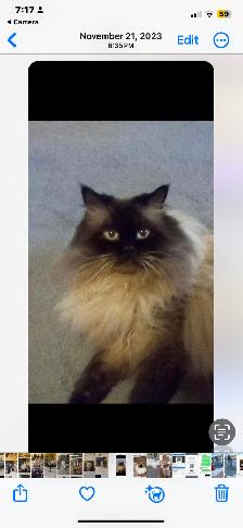 Beautiful Himalayan Kittens ready to go - Photo 10