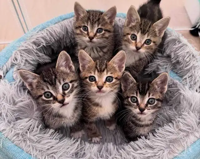 Beautiful RARE Kittens -Ready Now!