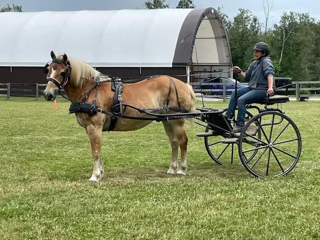 16 year old registered Haflinger Gelding