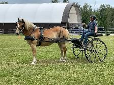 16 year old registered Haflinger Gelding