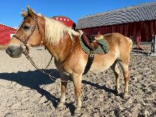 16 year old registered Haflinger Gelding - Photo 2
