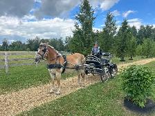 16 year old registered Haflinger Gelding - Photo 3