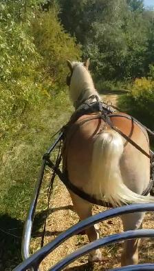 16 year old registered Haflinger Gelding - Photo 4