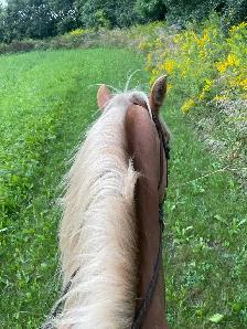 16 year old registered Haflinger Gelding - Photo 5