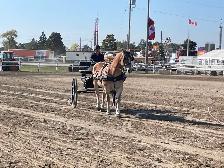 16 year old registered Haflinger Gelding - Photo 6