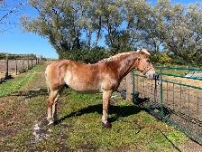 16 year old registered Haflinger Gelding - Photo 7