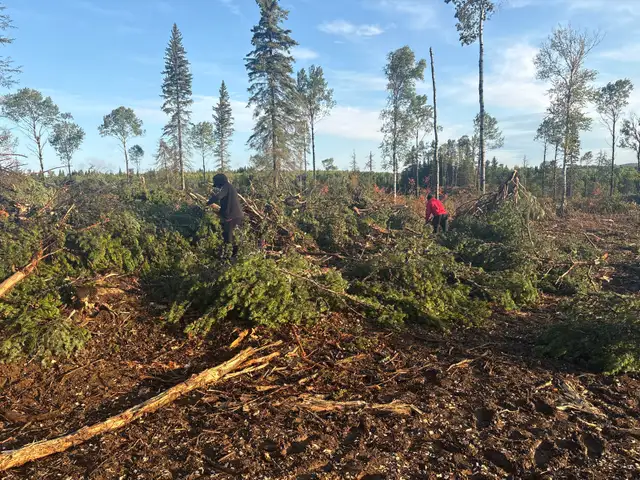 pine cone pickers needed