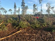 pine cone pickers needed