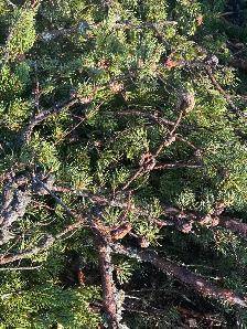 pine cone pickers needed - Photo 2
