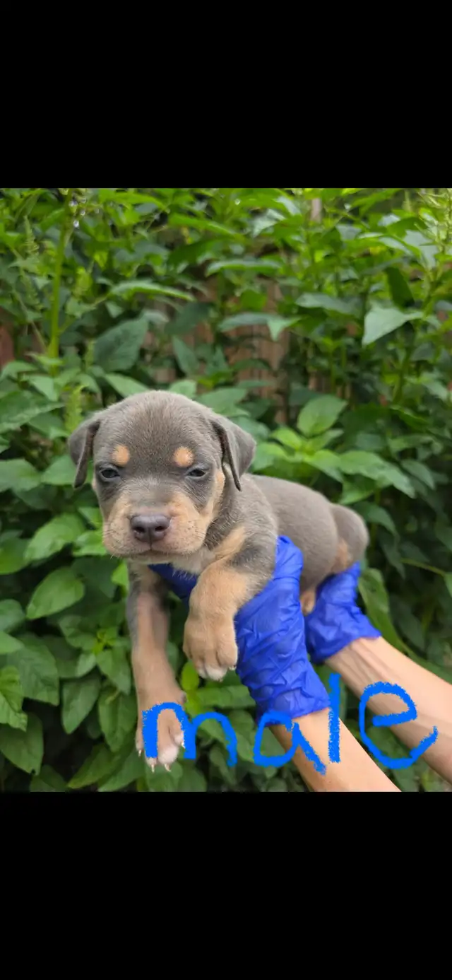 Puppies Available