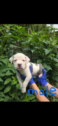 Puppies Available - Photo 2