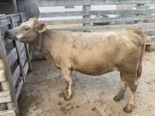 Heifer for Sale-black angus/charlais mix