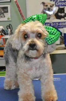 CERTIFIED DOG AND CAT GROOMER - Photo 2