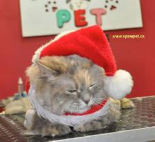 CERTIFIED DOG AND CAT GROOMER - Photo 4