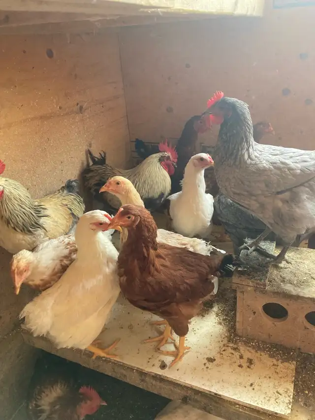 Alive Roosters/Chicken for Sale