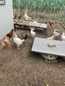 Alive Roosters/Chicken for Sale - Photo 2