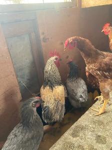 Alive Roosters/Chicken for Sale - Photo 3