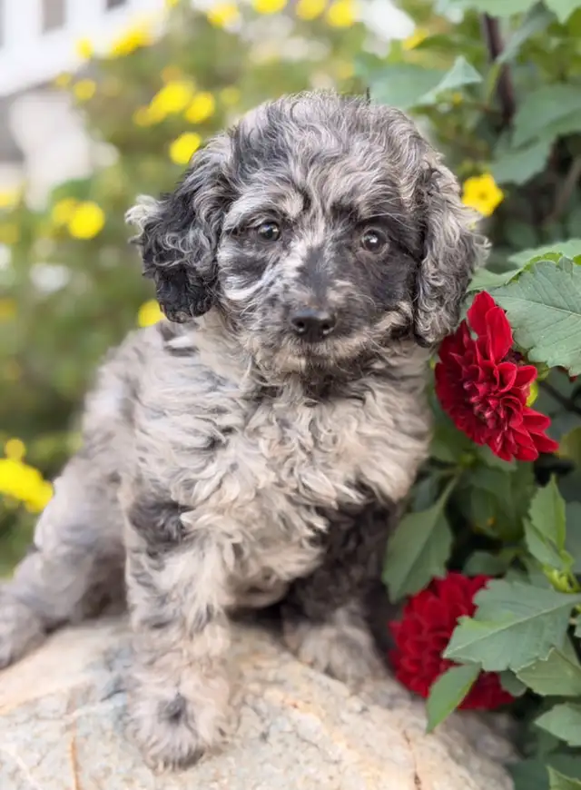 Cockapoo puppies