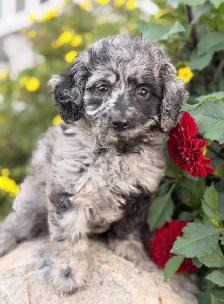 Cockapoo puppies