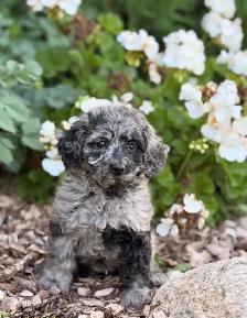 Cockapoo puppies - Photo 2